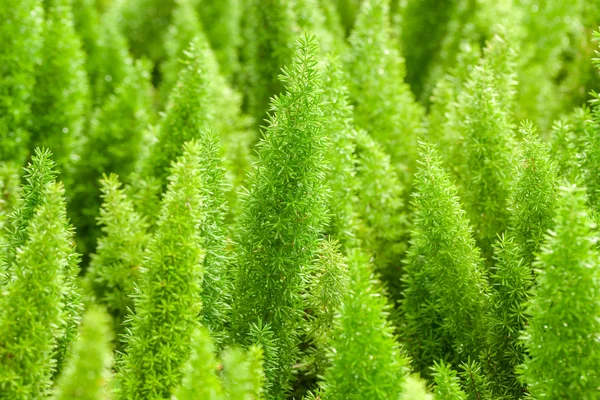 Little pine green plant background popular choice for christmas — Stock Photo, Image