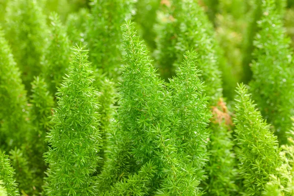 Little pine green plant background popular choice for christmas — Stock Photo, Image