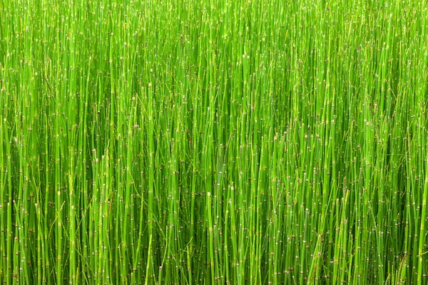 Baris abstrak dari latar belakang tanaman hijau kecil — Stok Foto