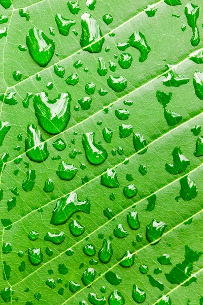 Gotas de agua sobre fondo macro hoja verde — Foto de Stock