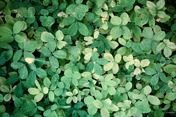 Yüksek çözünürlüklü yaprak yeşil doku arka plan — Stok fotoğraf