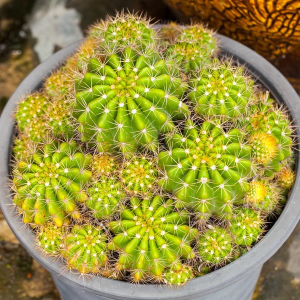 Zbliżenie Kaktus roślin w ogrodzie botanicznym — Zdjęcie stockowe