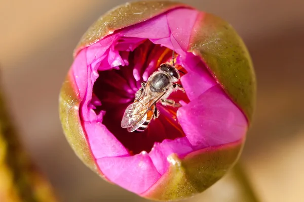 Primo piano di loto rosa e ape — Foto Stock