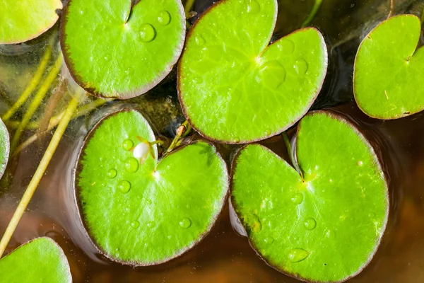 Green lotus leaf floating on water in a pot — Stock Photo, Image