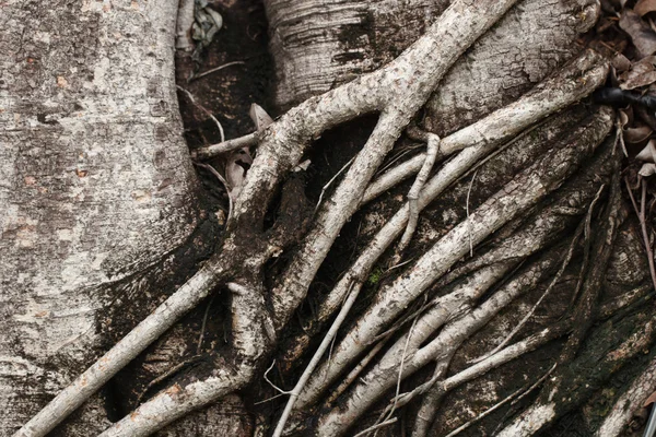 Farbton des grauen und dunklen Wurzelbaums — Stockfoto