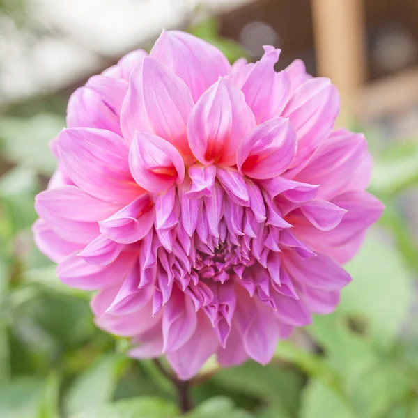 Belle fleur rose Dahlia sur fond vert naturel — Photo