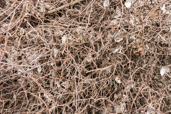 Galhos e folhas mortas textura fundo — Fotografia de Stock