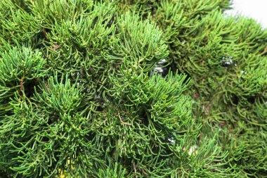 Noel ağacı dallarının arkaplanı