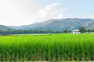 Pirinç alan yeşil çim mavi gökyüzü bulut Clear ve dağ landsc
