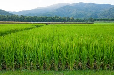 Pirinç alan yeşil çim mavi gökyüzü bulut Clear ve dağ landsc