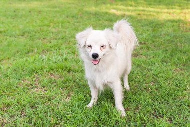 Şirin Malta köpek ayakta çim