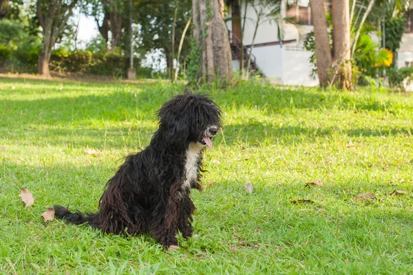 Happy dog spela och rush i gräs — Stockfoto