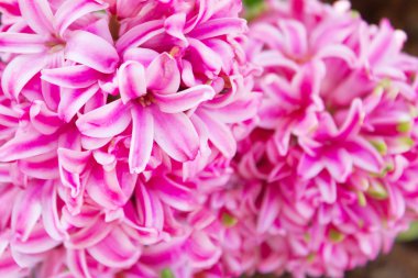 Pembe inci düzenli sümbül