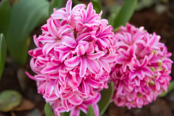 Pink Pearl Regular Hyacinth — Stock Photo, Image