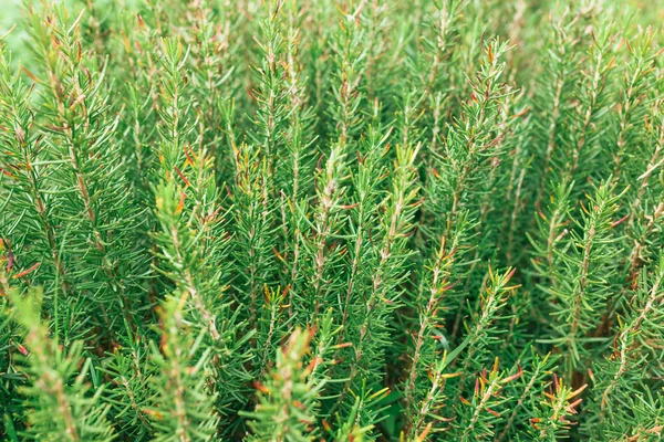 小绿色植物背景流行的选择为圣诞节后面 gr — 图库照片