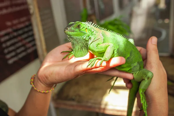 stock image Big green Iguana on human hand