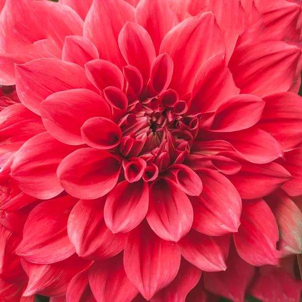 Some beautiful red flower blossom in nature — Stock Photo, Image