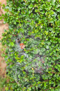 yüksek çözünürlüklü yeşil yaprak su spreyi ile doku geri pasını