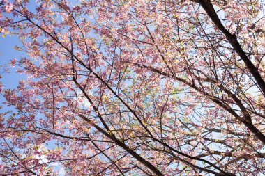 Pembe Sakura çiçek çiçek açan ve mavi gökyüzü ile küçük bulut