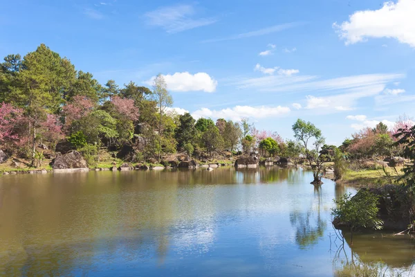 Natur landskap sakura träd och blå himmel återspeglas i floden — Stockfoto