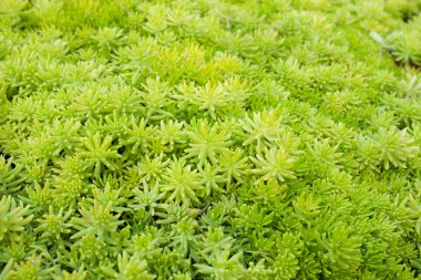 Yeşil bitki yaprak doku arka plan