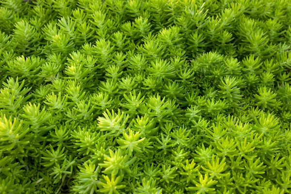 Green plant leaf texture background — Stock Photo, Image