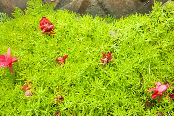 Зеленый цвет листьев растений — стоковое фото