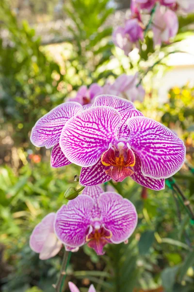 Orkidé lila spräcklig namnet på blomman på grund av likheten — Stockfoto