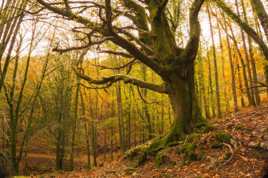 Sonbaharda San Sebastin, Guipuzcoa, Bask Bölgesi 'ndeki Artikutza ormanındaki güzel yeşil meşe ağacı. İspanya