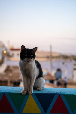 Nil nehri boyunca ve Aswan şehri yakınlarında Nubian köyünün çatısında güzel siyah beyaz bir sokak kedisi. Mısır