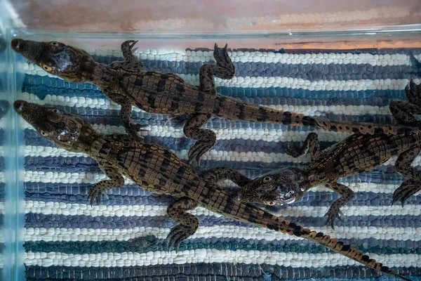 Маленький Крокодил Телят Реки Нил Нубийской Деревне Крипте Урны Рядом — стоковое фото