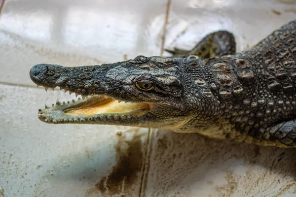 Крокодил Реки Нил Нубийской Деревне Недалеко Города Асуан Египет — стоковое фото