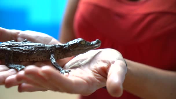 Une Jeune Fille Avec Petit Crocodile Nil Dans Village Nubien — Video