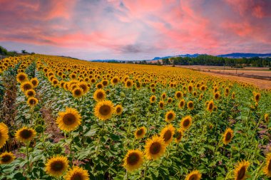 Yaz günbatımında Castilla y Leon tarlasında güzel bir ayçiçeği tarlası. İspanya