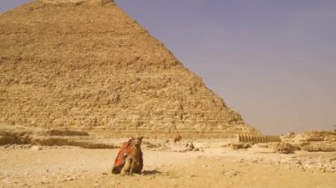 Giza piramitlerinde Khafren Piramidinin yanındaki devenin görüntüsü. Kahire, Mısır