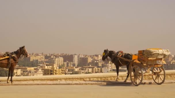 Káhira Egypt Říjen 2020 Kočáry Tažené Koňmi Pracující Ginzových Pyramidách — Stock video