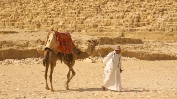 Каир Египет Октябрь 2020 Паннинг Снимок Местной Работы Верблюдом Рядом — стоковое видео