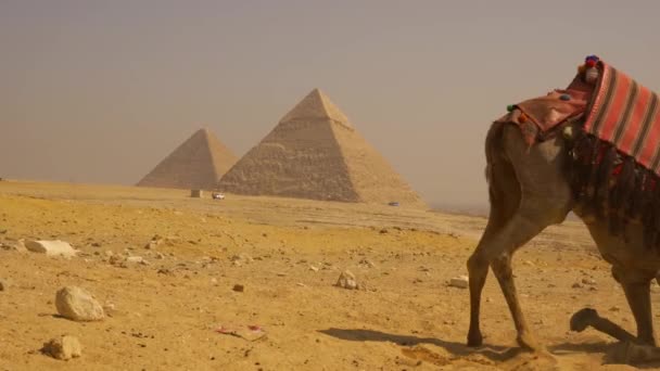 Panning Shot Beautiful Camel Rising Next Ginza Pyramids Cairo Egypt — Stock Video