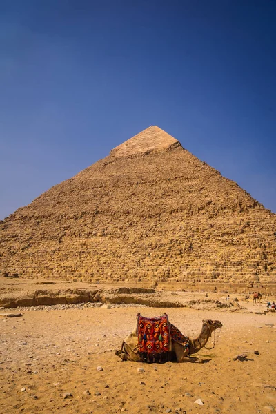 Hermoso Camello Sentado Pirámide Khafre Las Pirámides Giza Monumento Funerario —  Fotos de Stock