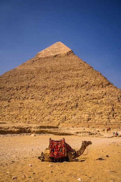 美しいラクダのカーフレのピラミッドに座っている ギザのピラミッドは世界で最も古いお葬式記念碑です エジプトのカイロでは — ストック写真