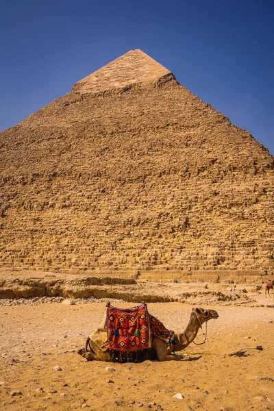 Piękny Wielbłąd Siedzący Piramidzie Khafre Piramidy Gizie Najstarszy Pomnik Pogrzebowy — Zdjęcie stockowe