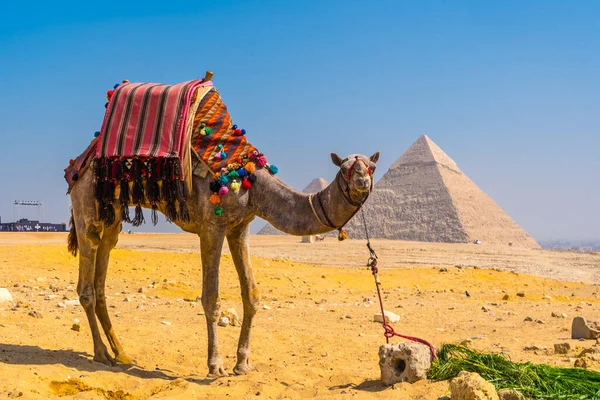 Piękny Wielbłąd Piramidach Gizie Najstarszy Pomnik Pogrzebowy Świecie Kairze Egipt — Zdjęcie stockowe
