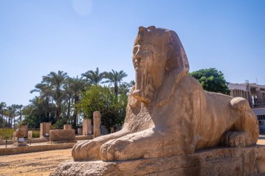 Mısır, Kahire 'deki değerli Memphis Sfenksinin detayları. Ptah tanrısına tapılan antik şehir.