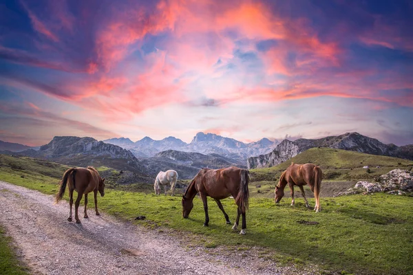 Dzikie Konie Górach Lagos Covadonga Wschodzie Słońca Picos Europa Asturia — Zdjęcie stockowe