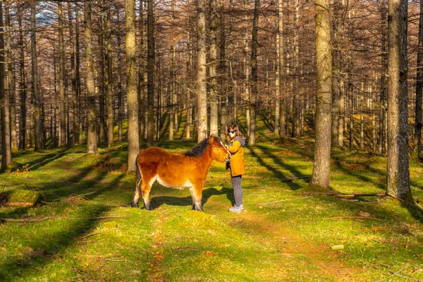 Een Jonge Wandelaar Streelt Wilde Paarden Het Beukenbos Van Oianleku — Stockfoto