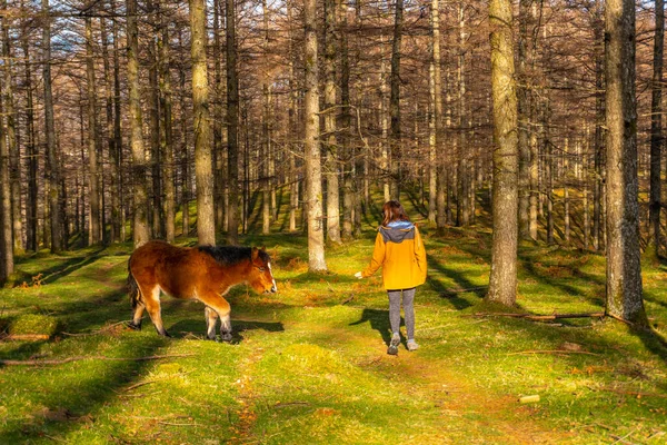 Young Woman Stroking Wild Horses Oianleku Beech Forest Town Oiartzun — Stock Photo, Image