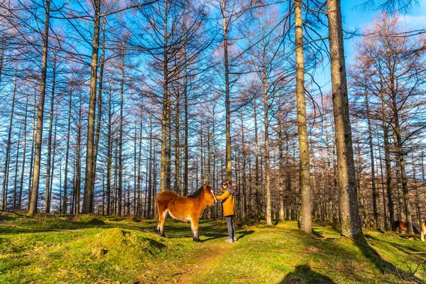 Een Jonge Wandelaar Streelt Wilde Paarden Het Oianleku Bos Stad — Stockfoto