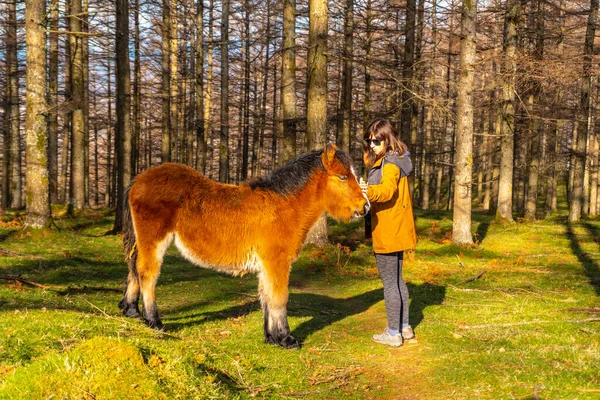 Een Jonge Wandelaar Streelt Wilde Paarden Het Beukenbos Van Oianleku — Stockfoto