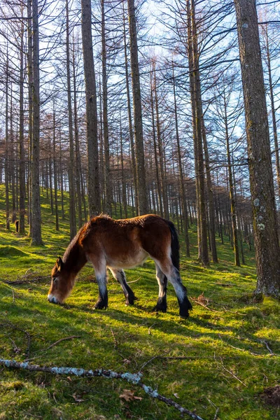 Freie Wildpferde Oianleku Wald Der Stadt Oiartzun Gipuzkoa Baskenland Spanien — Stockfoto
