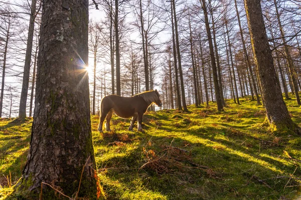 Gratis Wilde Paarden Het Oianleku Bos Bij Zonsopgang Stad Oiartzun — Stockfoto